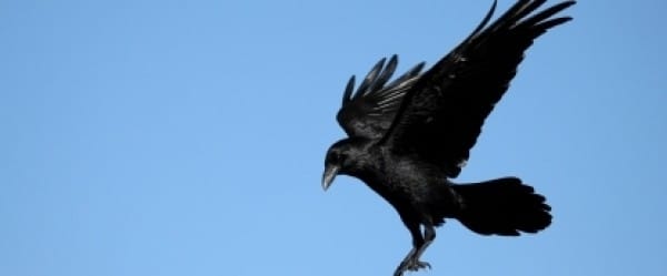 Le corbeau entend des voix