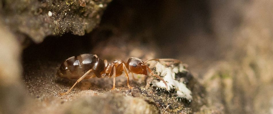 Toilettes pour fourmis