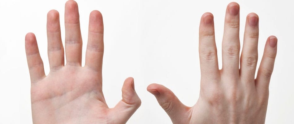 Le toucher aussi important que pour les singes Le toucher aussi important que pour les singes