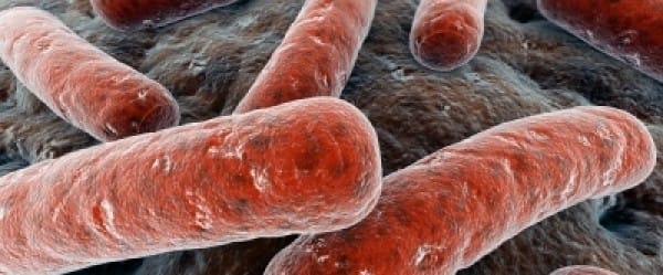 Un jeûne de 86 millions d'années