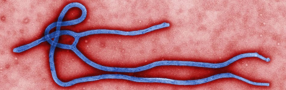 Les mutations mal connues d'Ebola