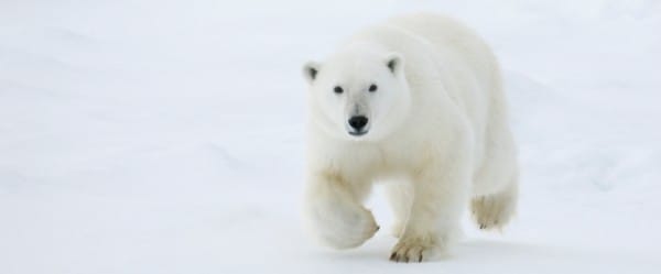 Journée mondiale des océans : tirage de billets Arctique 3D
