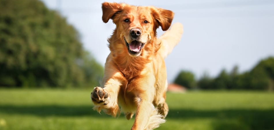 Pour les chiens, tout est dans le regard 