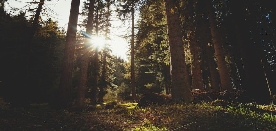 Percez le mystère du « Sasquatch » américain