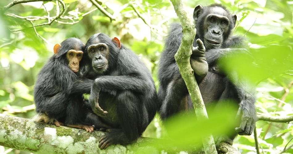 Le chimpanzé, la personne et le tribunal