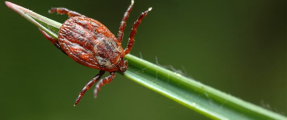 Maladie de Lyme : plus de risques l'été