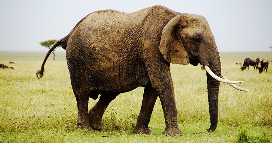 Mammouth ou éléphant de l'Arctique? 