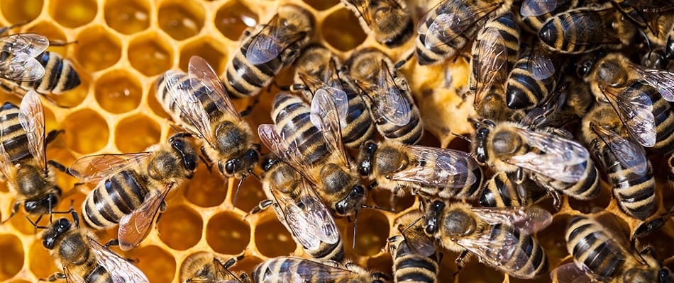 Les abeilles du Québec en danger