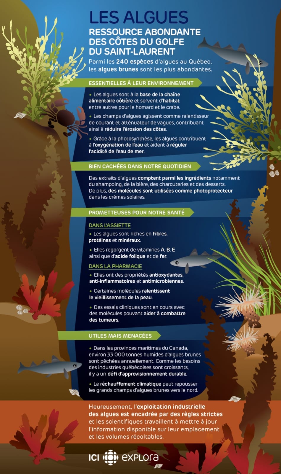 Les algues : utiles mais menacées