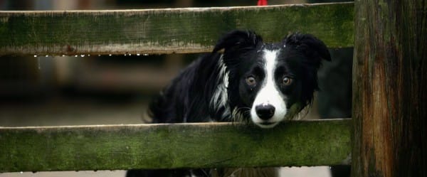 Dans le cerveau d'un chien