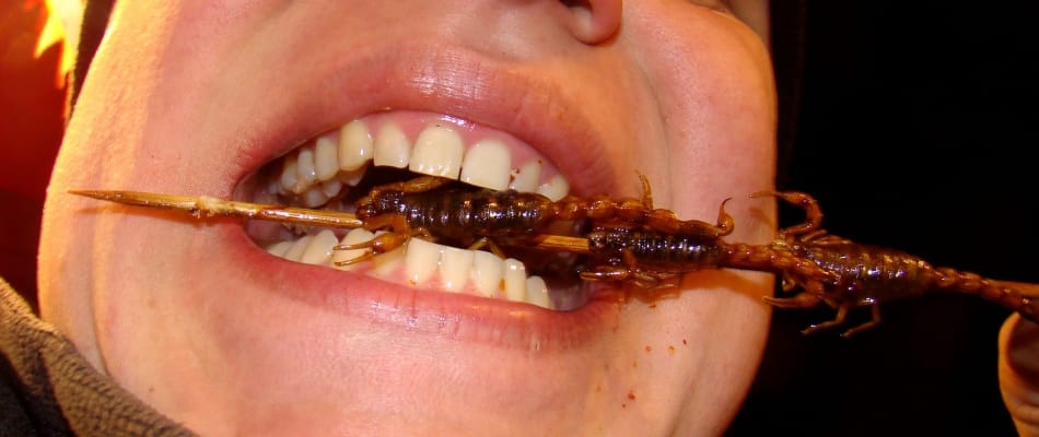 Ils sont bons, mes insectes?