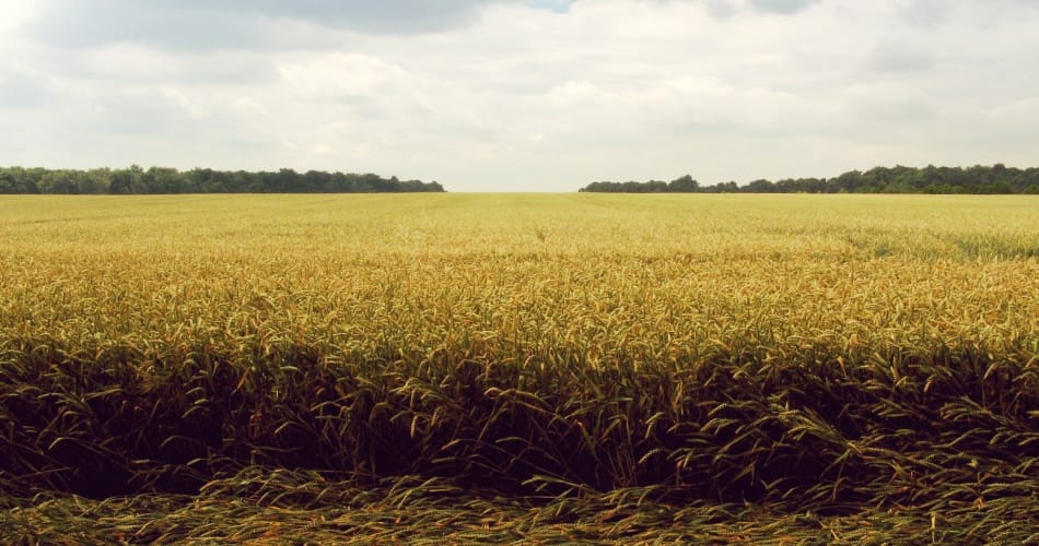 Des OGM « bio »