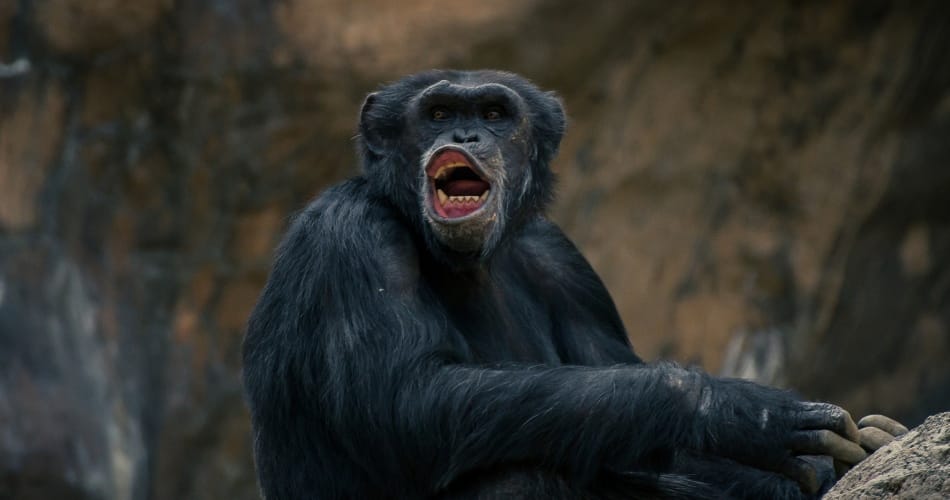 Chimpanzés alcooliques