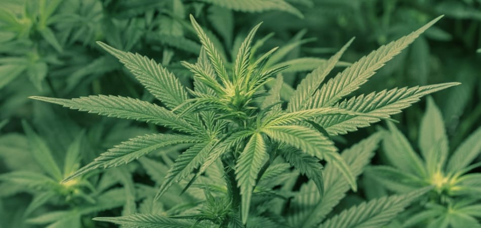 Légaliser la mari n'influence pas les jeunes Légaliser la mari n'influence pas les jeunes