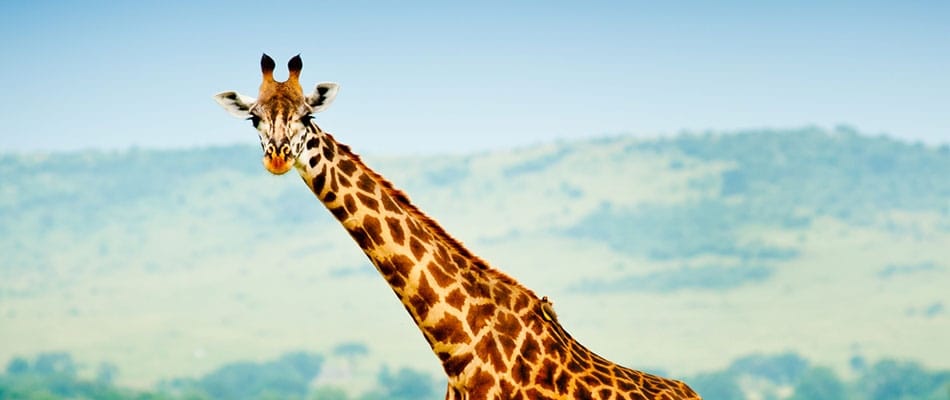 Girafes et lions, même combat
