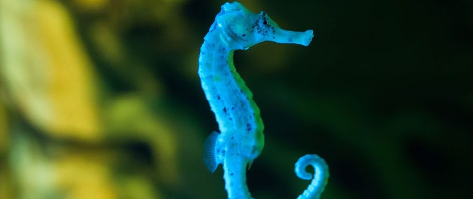 Les hippocampes au secours des robots