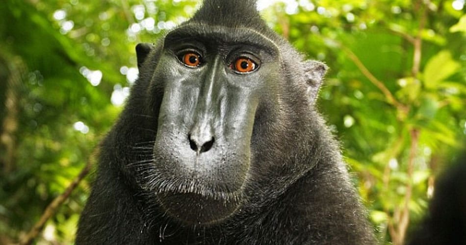 Le singe et nous : tout est dans la tête Le singe et nous : tout est dans la tête