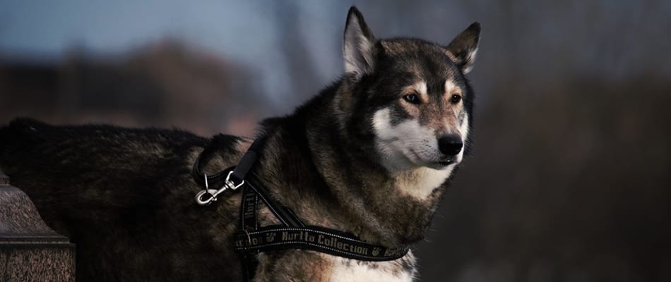 Les chiens snobent les gens sans égard pour leur maître