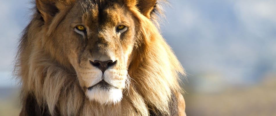 La reconnaissance faciale au secours des lions