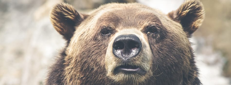 Un ours peut-il se saouler? 