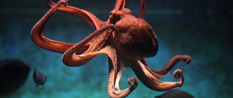 Les gènes de la pieuvre intelligente Les gènes de la pieuvre intelligente