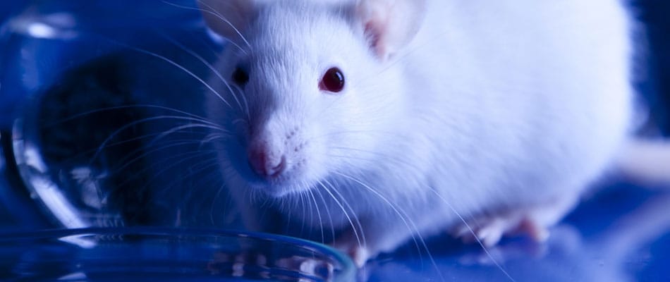 Thérapie génique : la souris qui voit à nouveau