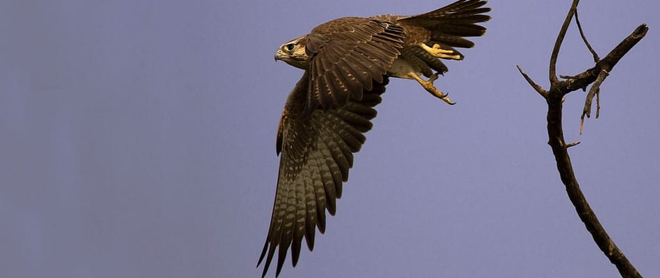 Le faucon protecteur
