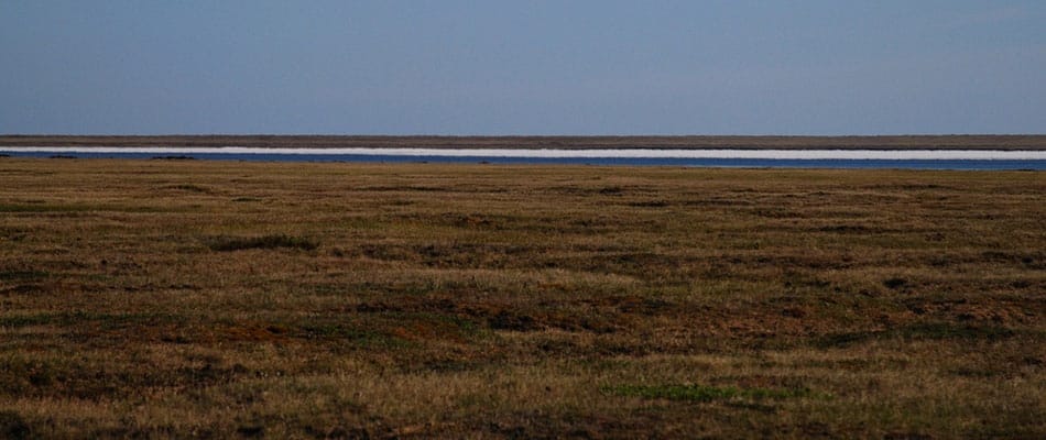 La verte métamorphose de la toundra