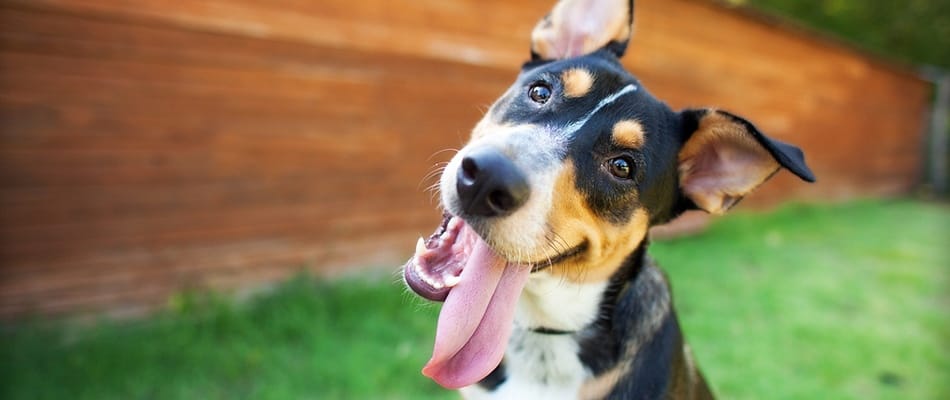 Le chien est-il stupide? 