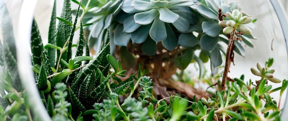 Intelligence végétale