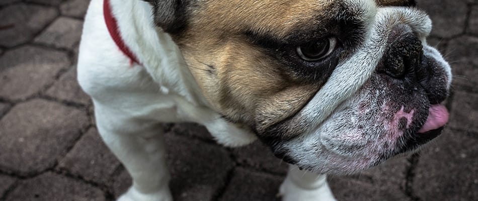 Qui fut le premier chien?