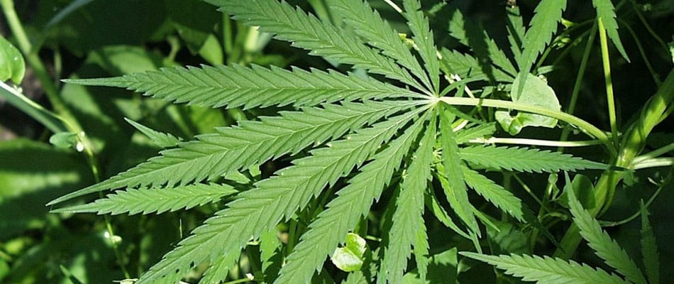 Marijuana : le vent dans les voiles