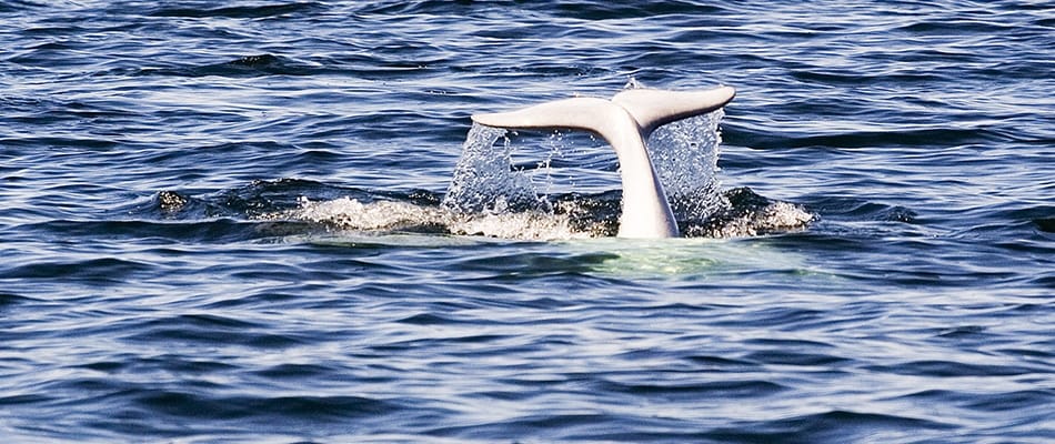 Les défis de l'alimentation au 55e parallèle nord