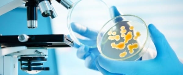 Vos champignons à vous