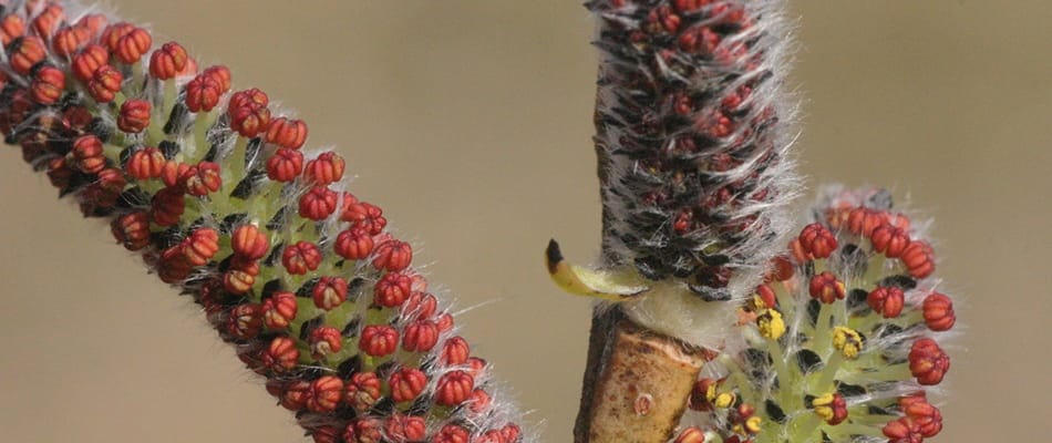 Le stress améliore la résistance des arbres