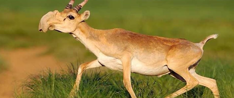 Le mystère de la disparition d'une antilope d'Asie