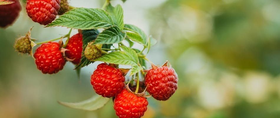 Régime paléo : pas paléo, mais pas si mal Régime paléo : pas paléo, mais pas si mal