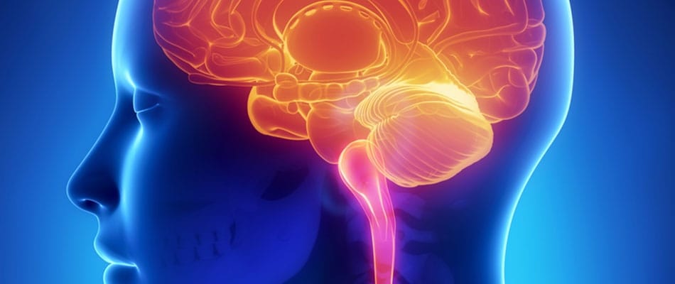 Le cerveau : ni mâle ni femelle, entre les deux