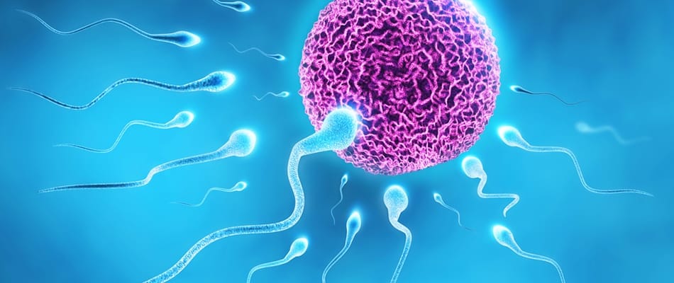 L'obésité transmissible génétiquement? L'obésité transmissible génétiquement?