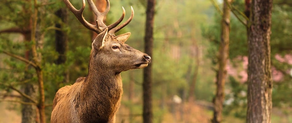 Les frontières contre les réfugiés nuisent aux animaux
