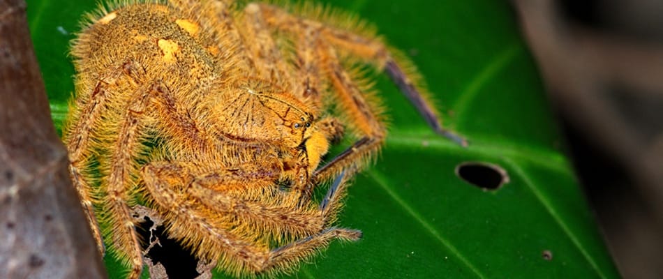 David Bowie : sur terre, en orbite et au-delà David Bowie : sur terre, en orbite et au-delà