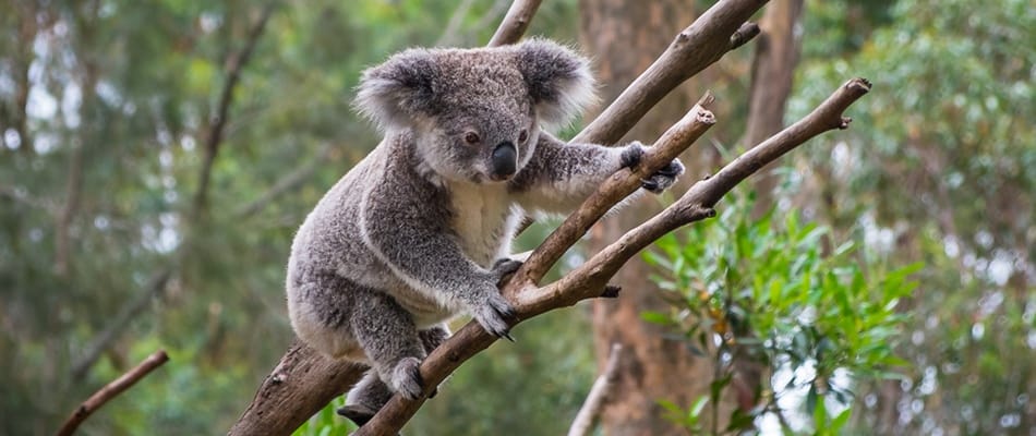 Le sexe chez les koalas