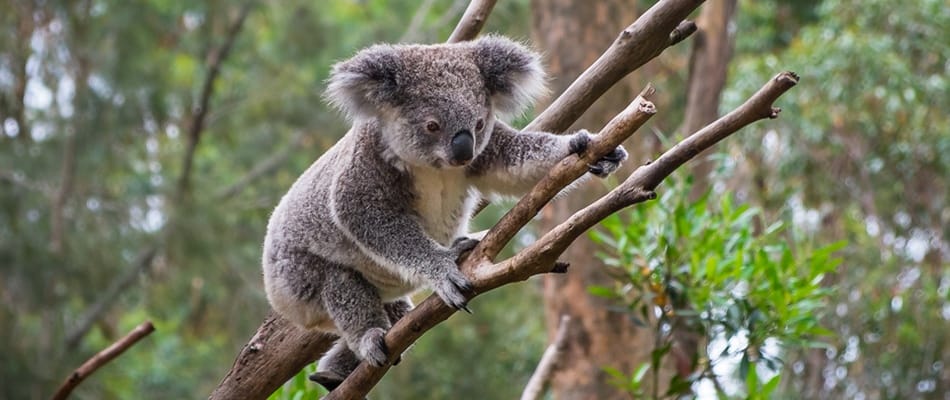 Le sexe chez les koalas Le sexe chez les koalas