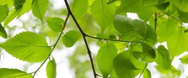 Les origines du mouvement environnemental