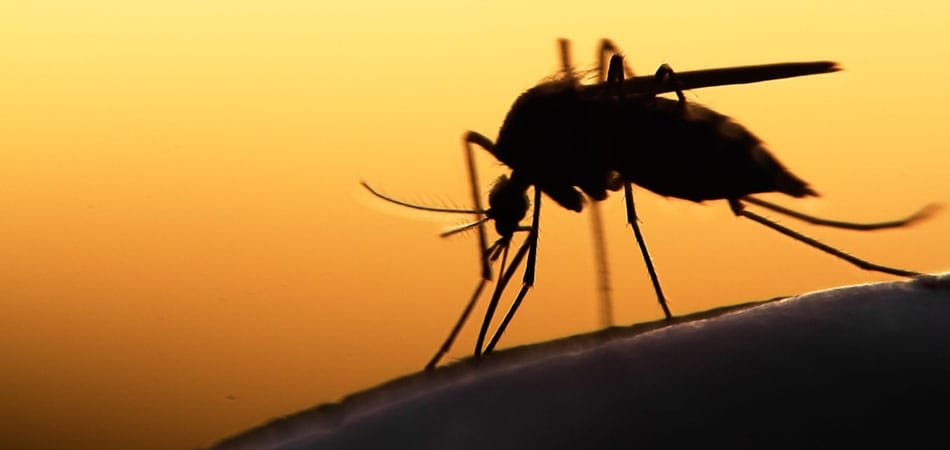 Les 4 questions sans réponse du virus zika