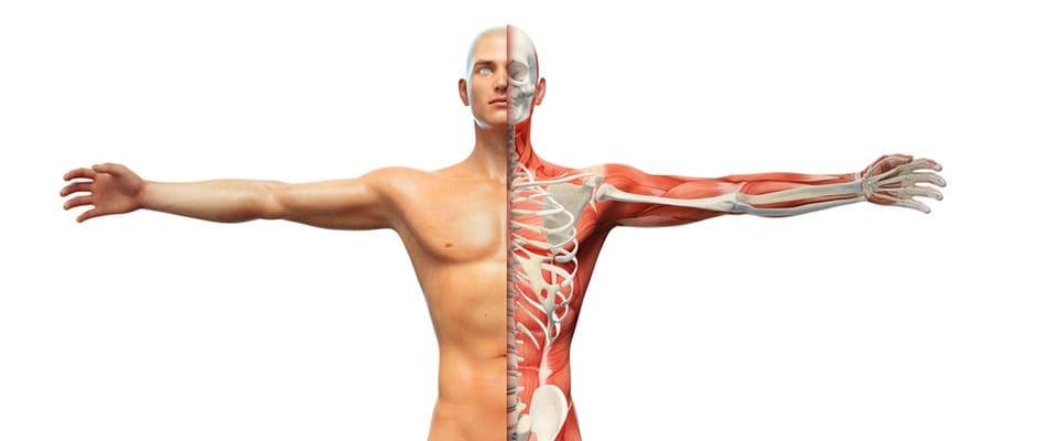 Bactéries : 1, humains : 1 Bactéries : 1, humains : 1