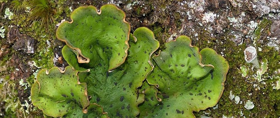 La limite nord de la pollution atmosphérique La limite nord de la pollution atmosphérique