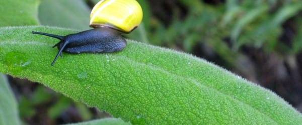 Les plantes ont des oreilles