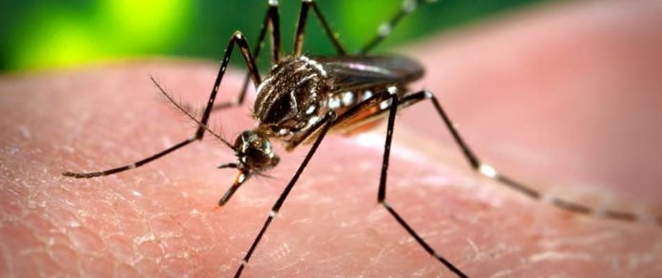 Virus Zika et état d'urgence : le problème reste entier