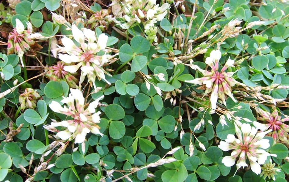 Des légumineuses autour de nous! Des légumineuses autour de nous!